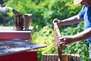 Peter Griesigner öffnet einen Bienenstock